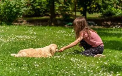 7 Questions to Ask for Safe and Pet-Friendly Lawn Care