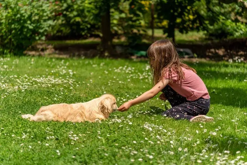 Safe and Pet Friendly Lawn Care Safe and Pet Friendly Lawn Care