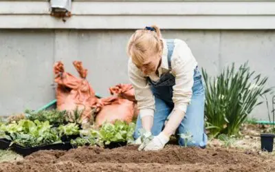 6 Reasons You Should Add a Vegetable Garden to Your Backyard