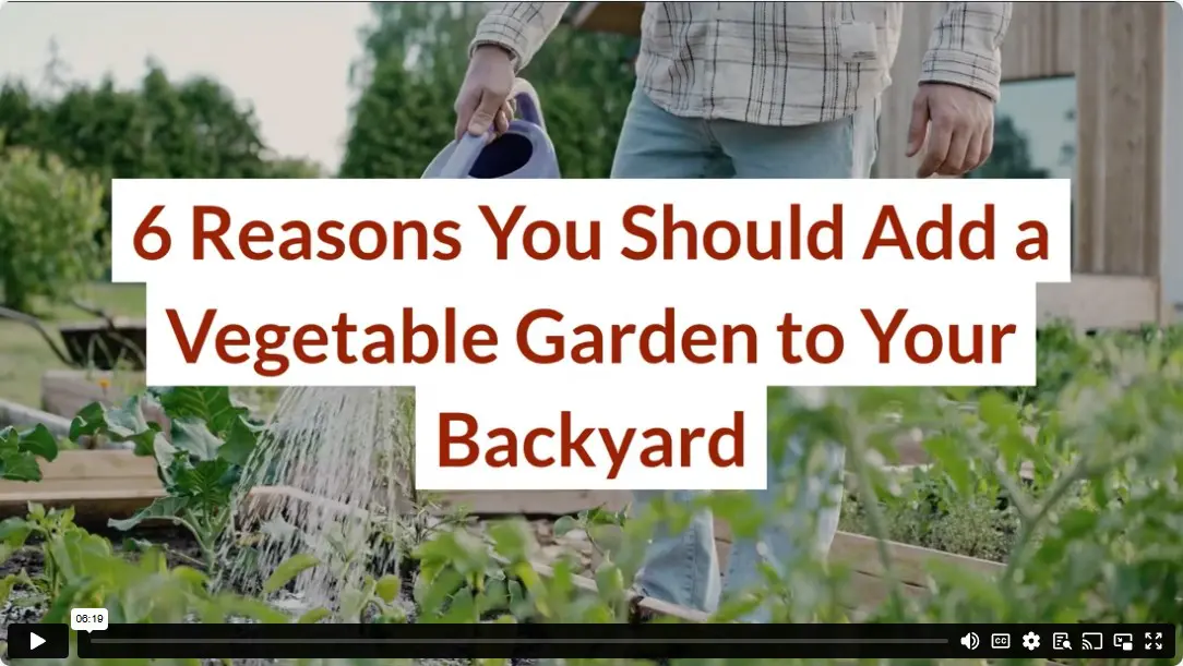 6 Reasons You Should Add a Vegetable Garden to Your Backyard