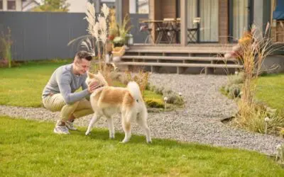 Smart Landscape Design Solutions for Dog-Digging Problems