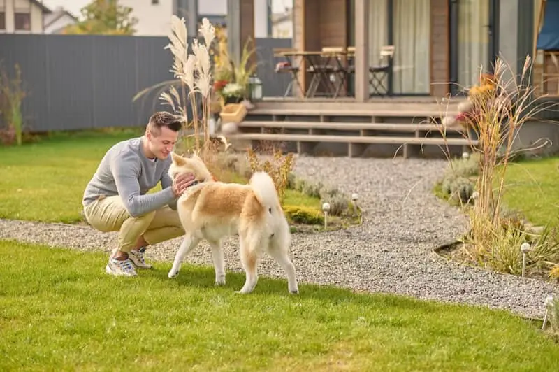 Landscape Design Solutions for Dog Digging Landscape Design Solutions for Dog Digging