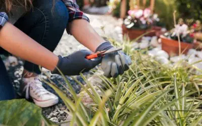 Why North Chesterfield’s Climate Demands Smarter Hardscape Maintenance