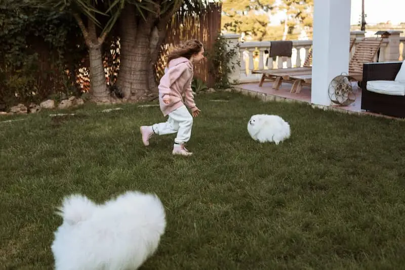Safer Lawn for Pets Safer Lawn for Pets