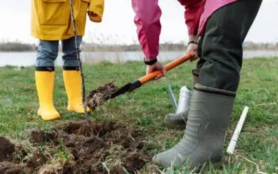 How to Prevent Tree Planting Pitfalls With Full Service Landscaping