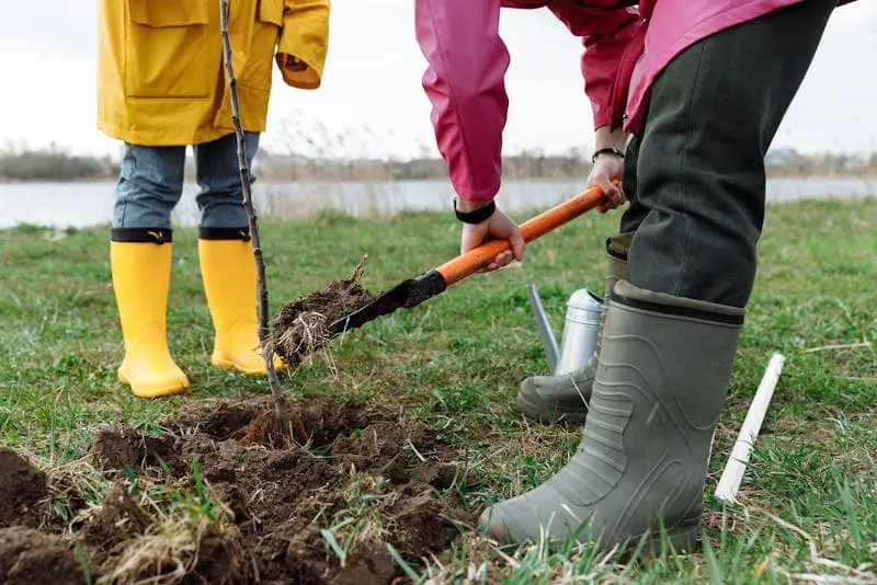 Prevent Tree Planting Pitfalls Prevent Tree Planting Pitfalls