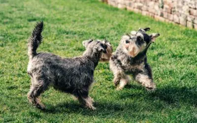 How to Build a Dog-Friendly Lawn Without Sacrificing Your Yard