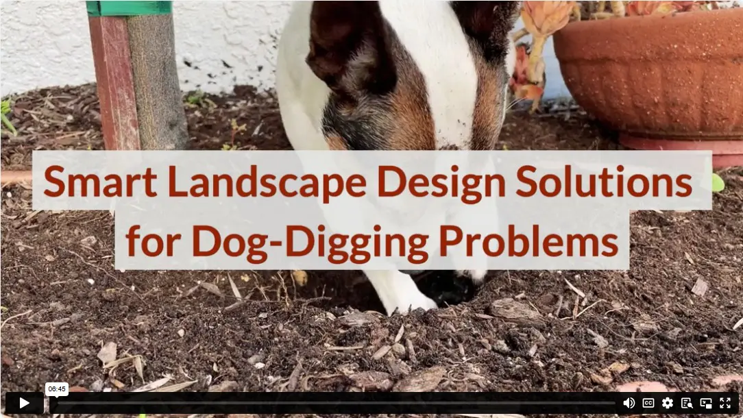 Smart Landscape Design Solutions for Dog-Digging Problems
