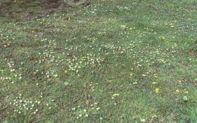 Top 8 Residential Landscaping Problems (and Their Solutions)
