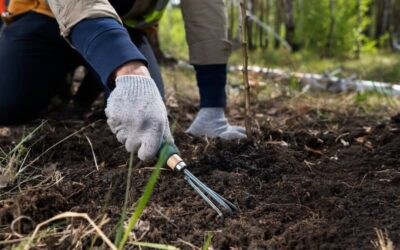 The Connection Between Soil Health and Garden Maintenance