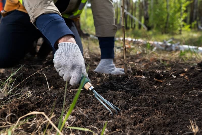 Soil Health and Garden Maintenance