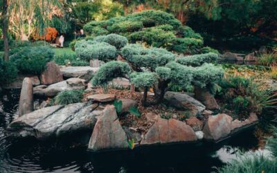 Sod vs. Seed: Which is Best for Your Softscape?