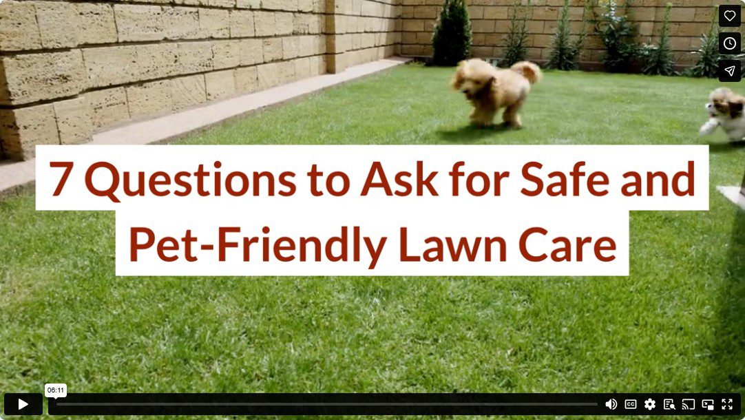 7 Questions to Ask for Safe and Pet-Friendly Lawn Care