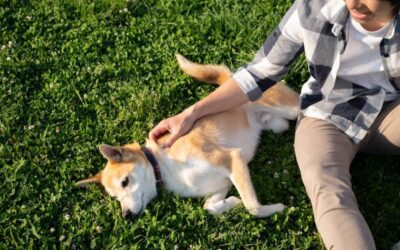 Why Pet-Safe Lawn Care Takes More Than an Organic Label