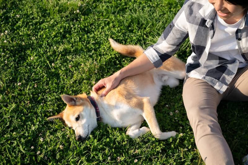 Pet Safe Lawn Care
